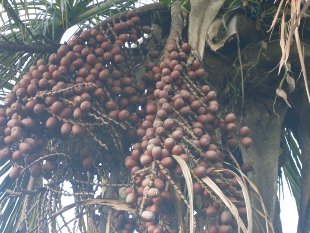 Jaime Hernández Silva