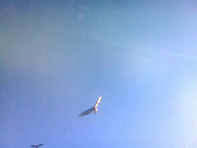 Jorge Urbano Vignolles