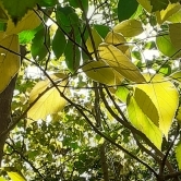 Marcela Alejandra Rosenfeld