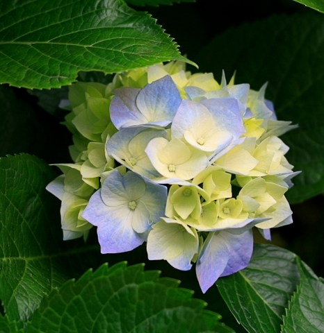 Juana Guerra Henriquez