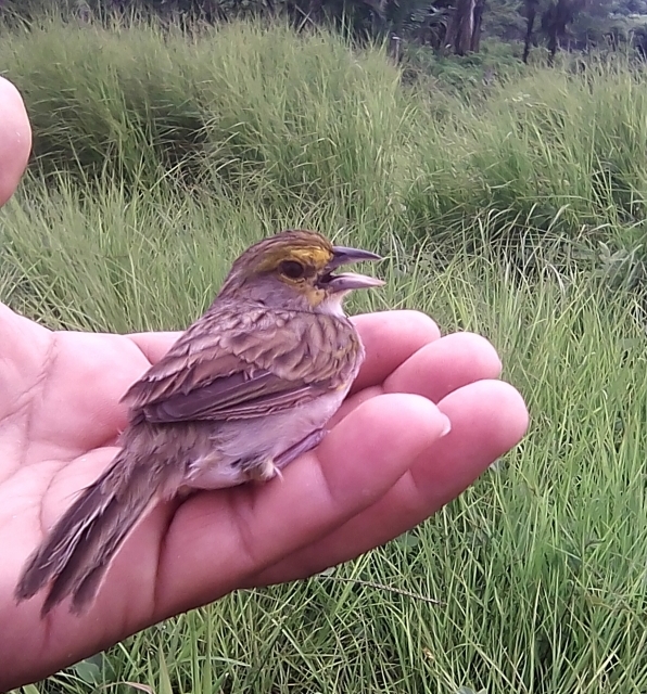 Jorge Antonio Rojas Chavez