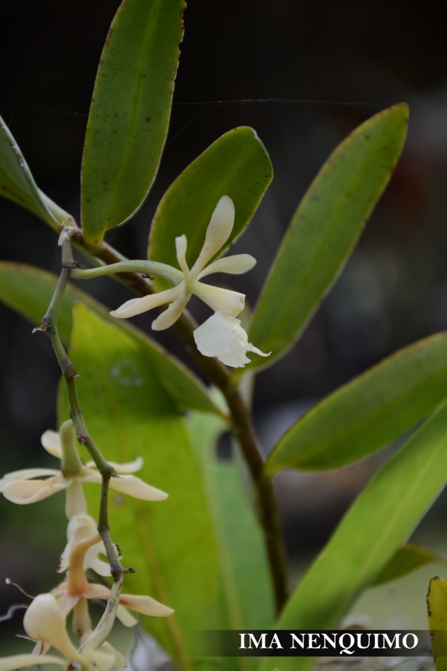 Ima Fabián Nenquimo Irumenga