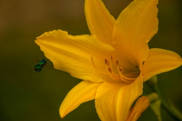 Juan Guillermo Bedoya Arango