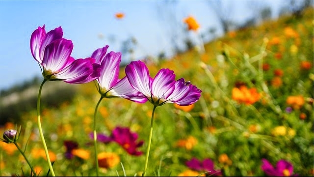 Maria Carolina Alvarado Hernandez