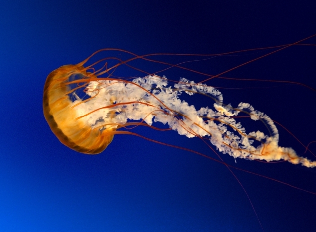 Daniel Fernando Lopez Naranjo