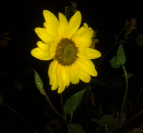 Jessica Patiño Cruz