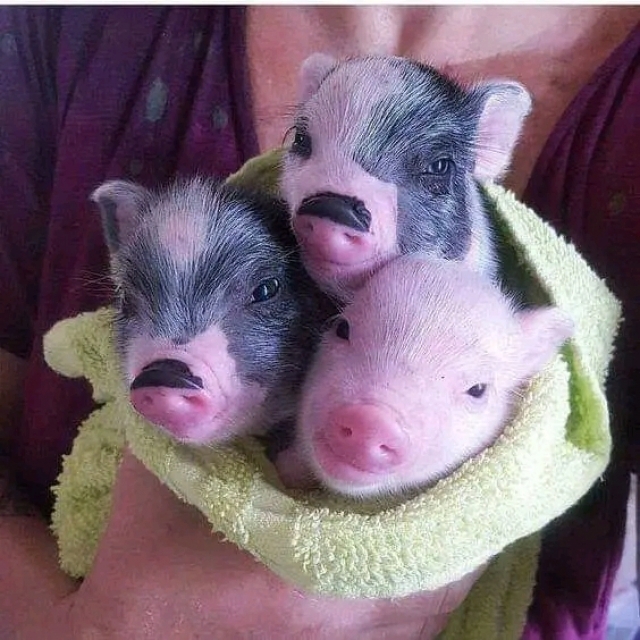 Francisco Javier Hernández Barragán