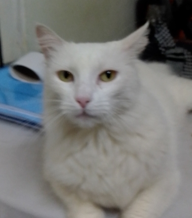 César Augusto Campos Montalván