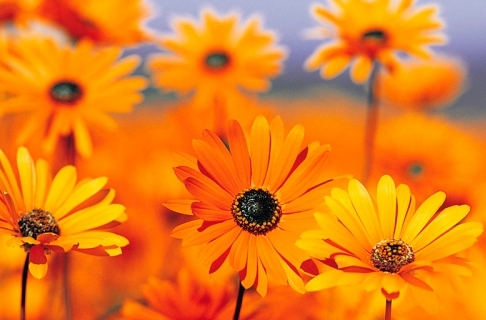 Doris Rodriguez Ortiz