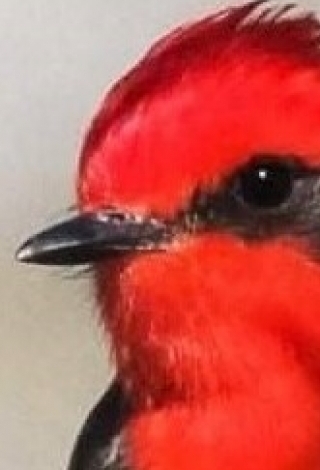 Raymundo Rosales Villegas