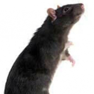 Ian Brandon Torrales Saavedra