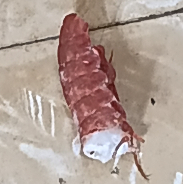 Carlos Manuel Lopo Ruano