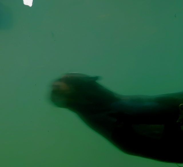 Diego Alejandro Schweiger Acevedo