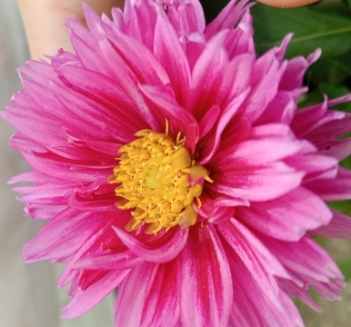 Sofia Gutierrez Castellanos