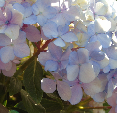 Ariadna Reyes Ducret